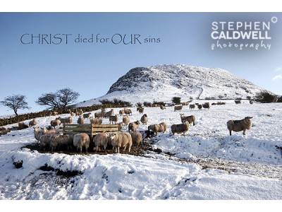 Slemish Sheep - Christ died for our sins